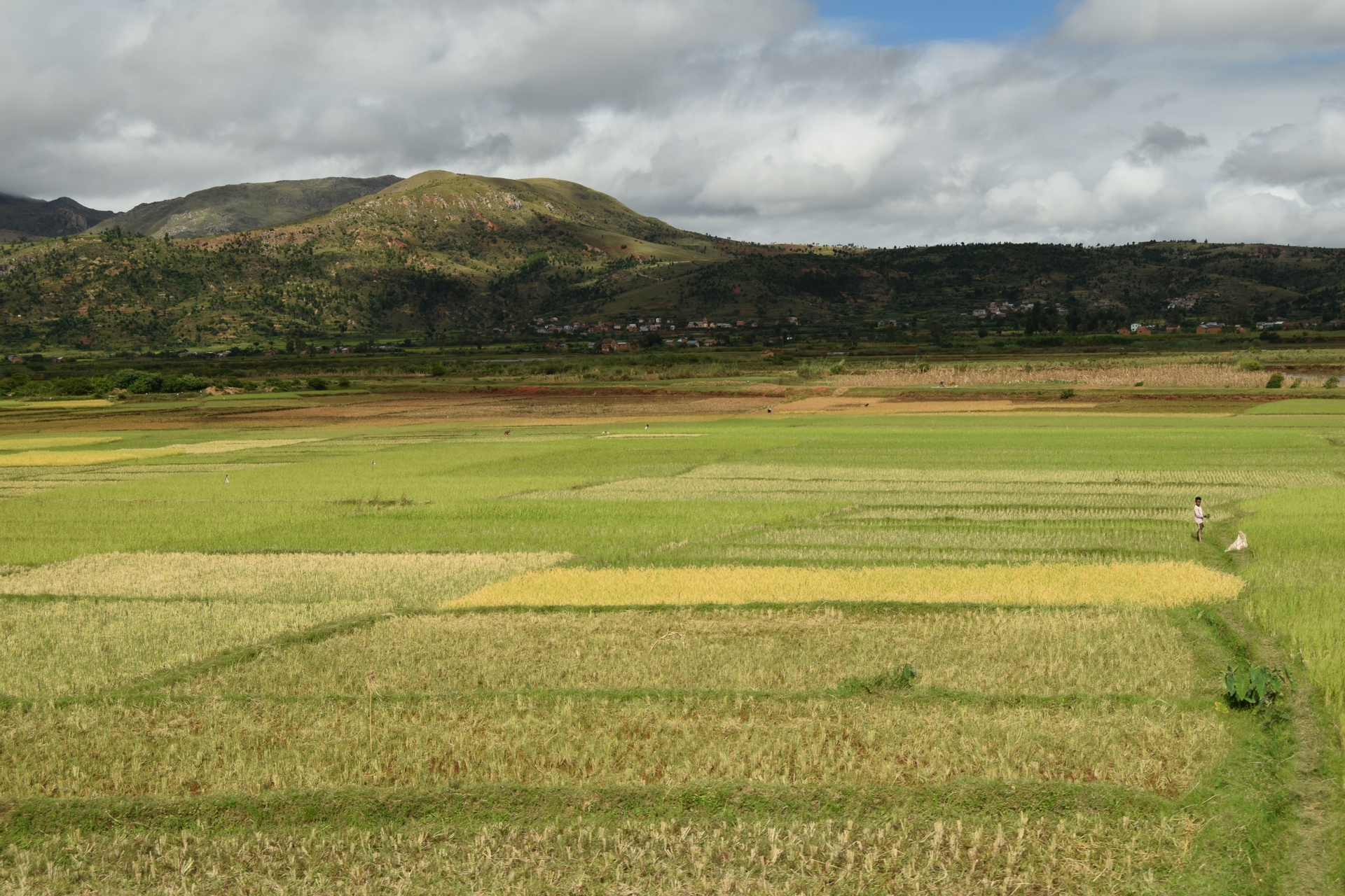 Le Sénégal à l’aube d’une grande Révolution agricole ?