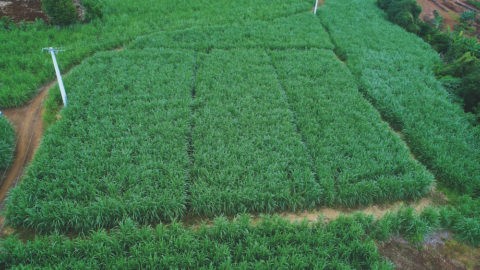 Le Sénégal à l’aube d’une grande Révolution agricole ?