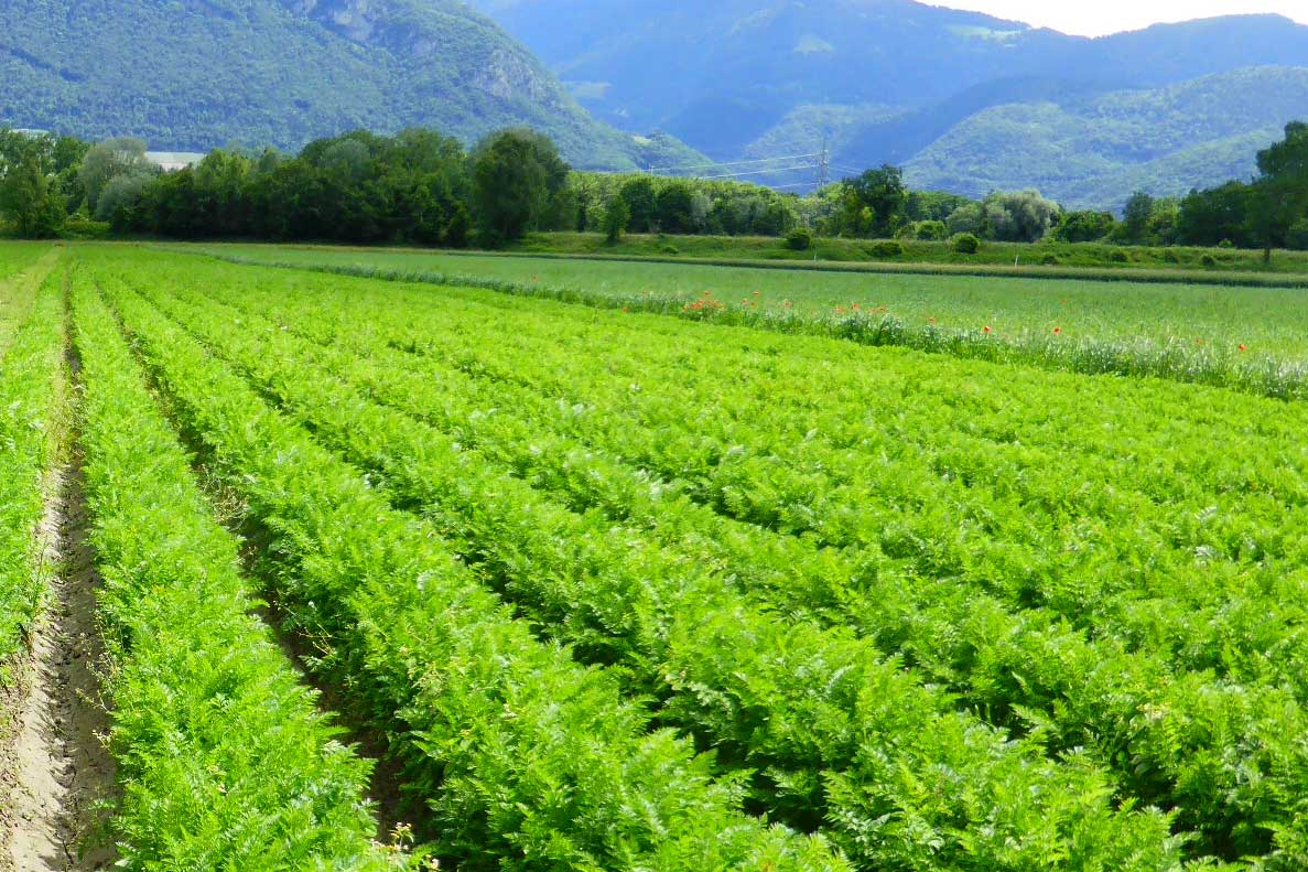 Le Programme national de développement des Agropoles du Sénégal : un levier stratégique pour transformer l’agriculture